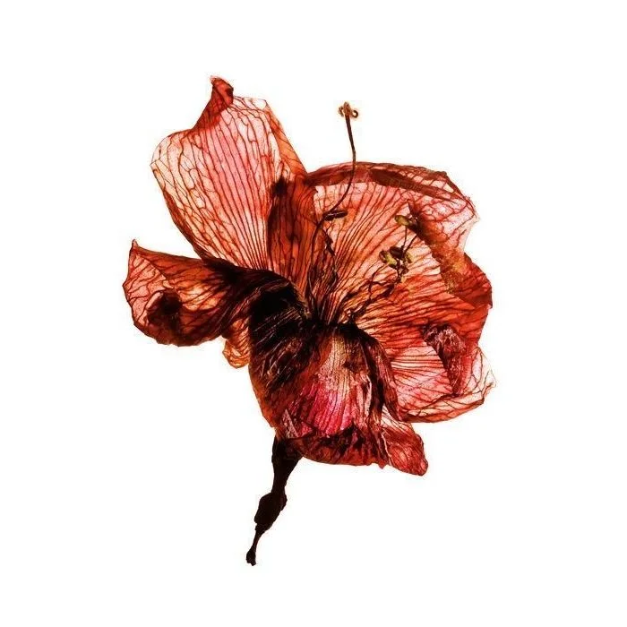 A gulmohar flower, dried and pressed flat, its petals gone translucent and veined deep red against white.