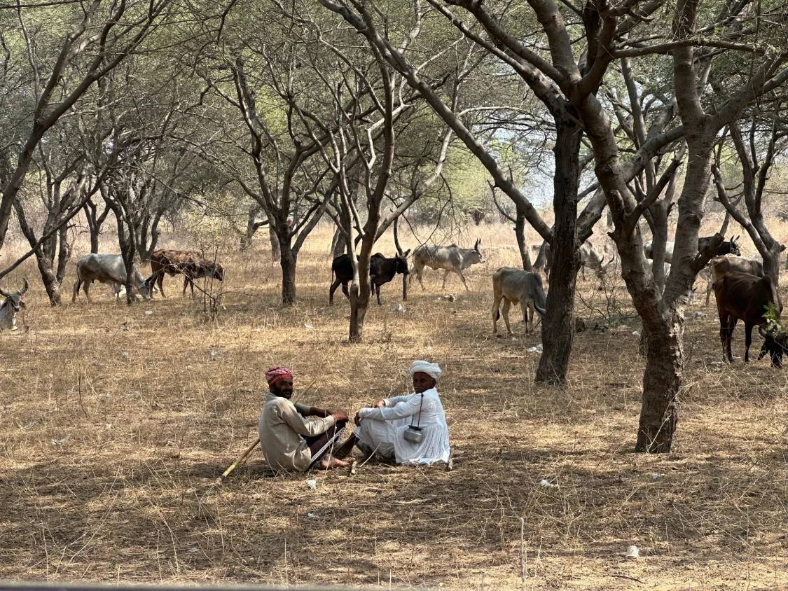 Two herders sitting together in the shade of a thorn-scrub grove, their cattle grazing among the trees on dry grass.