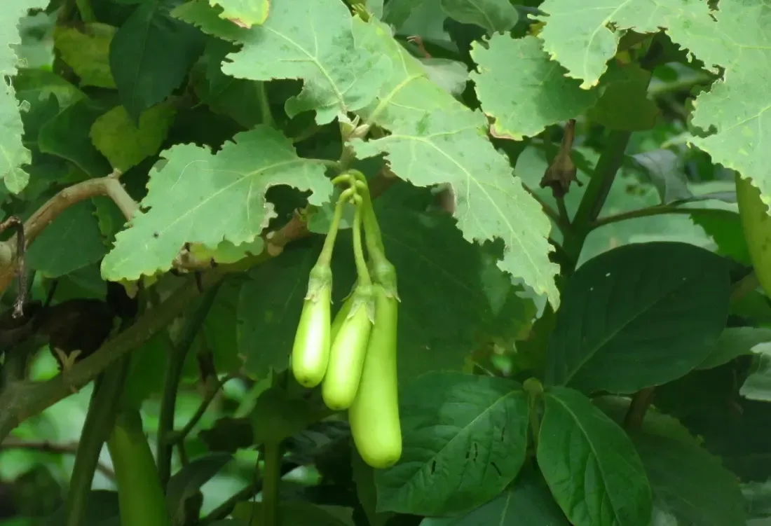 રીંગણ (Solanum melongena)