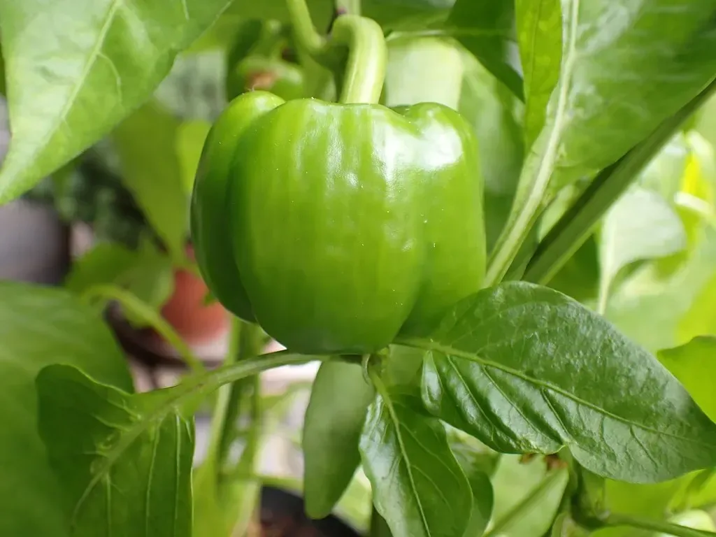 Capsicum (Capsicum annuum)