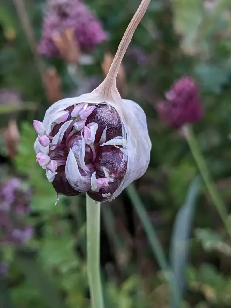 લીલું લસણ (Allium sativum)