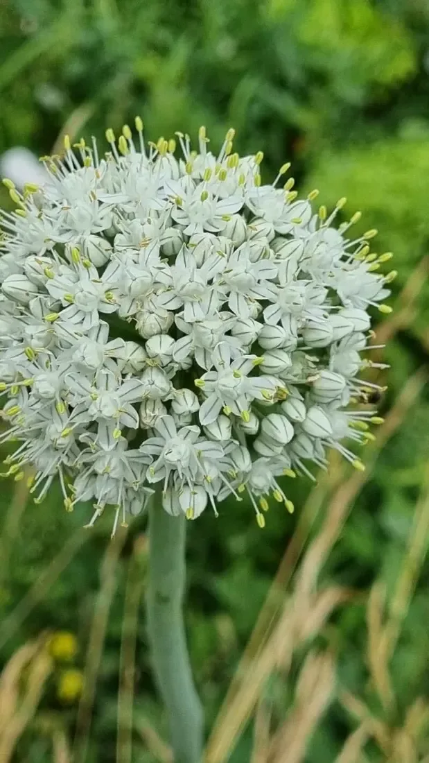 લીલી ડુંગળી (Allium cepa (common onion); Allium fistulosum is also used for bunching onion)